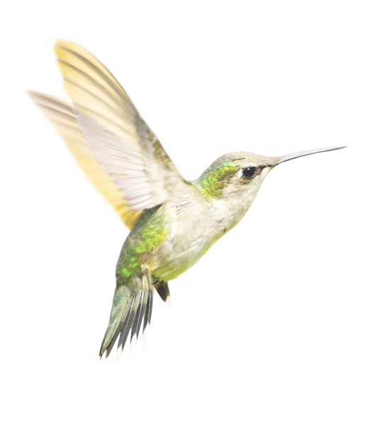 A hummingbird