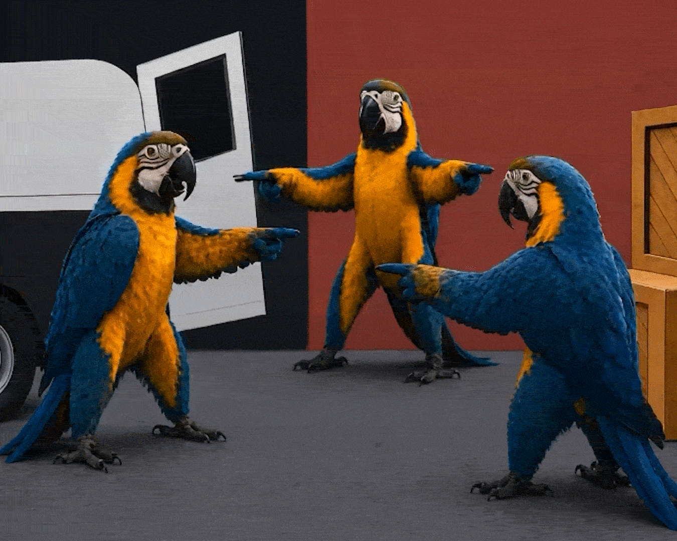 Three parrots pointing at one another in a standoff, emulating a popular Spiderman meme.