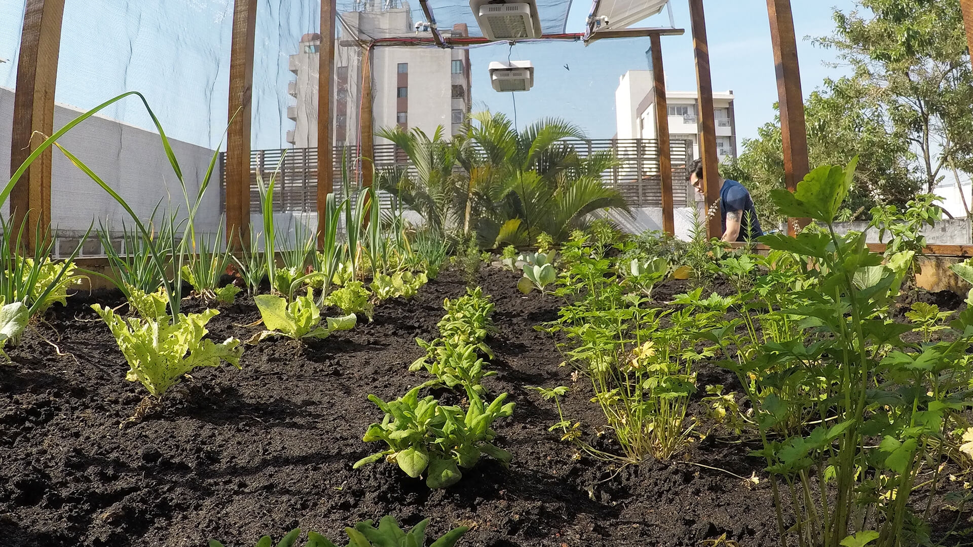A garden growing vegetables