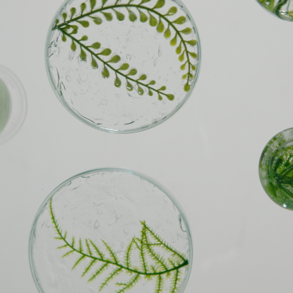 The image shows several petri dishes and test tubes containing water with floating green plant stems and leaves.
