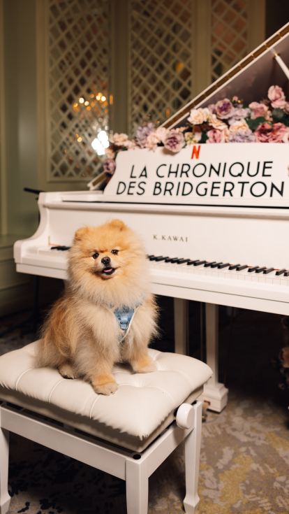 The image features a fluffy Pomeranian sitting on a white stool in front of a piano adorned with flowers, showcasing a sign that reads "La Chronique des Bridgerton."