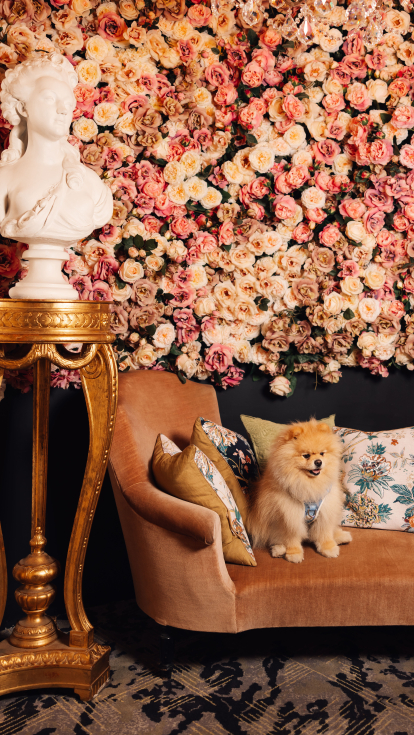 A cozy interior featuring a plush sofa, a decorative statue, and a backdrop of colorful flowers, with a cheerful Pomeranian dog sitting on the sofa.