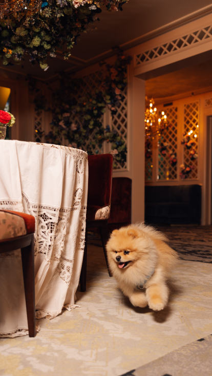 A charming interior featuring a table with a lace tablecloth, colorful flowers, and a cheerful Pomeranian dog happily running across the floor.