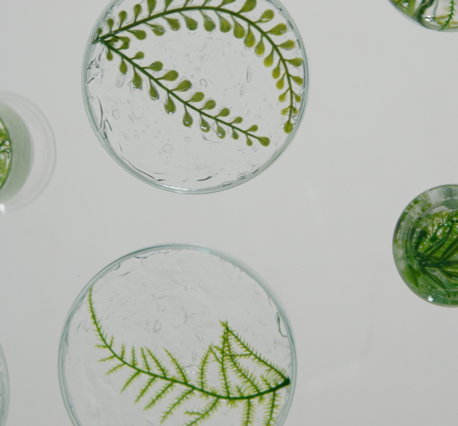 The image shows several petri dishes and test tubes containing water with floating green plant stems and leaves.