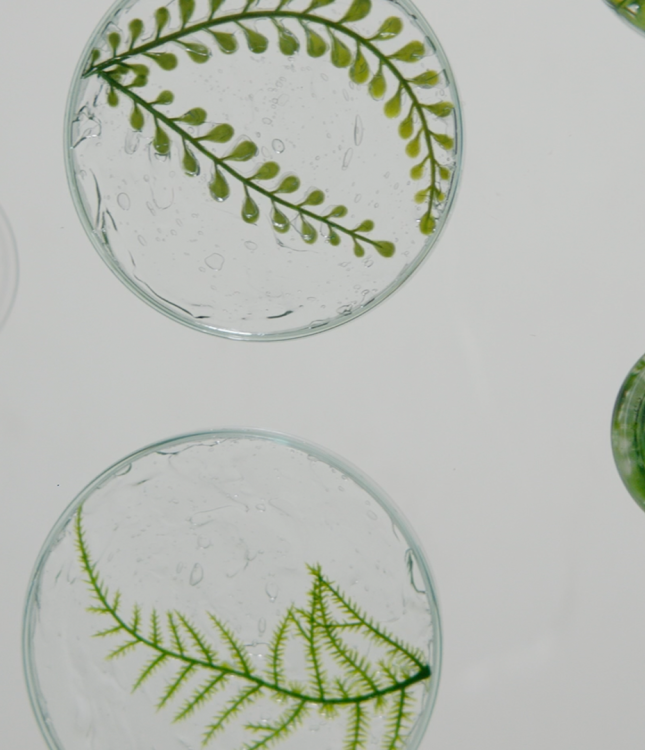 The image shows several petri dishes and test tubes containing water with floating green plant stems and leaves.