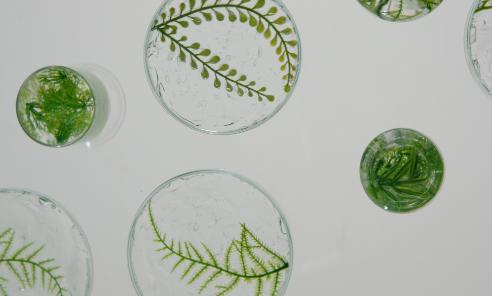 The image shows several petri dishes and test tubes containing water with floating green plant stems and leaves.