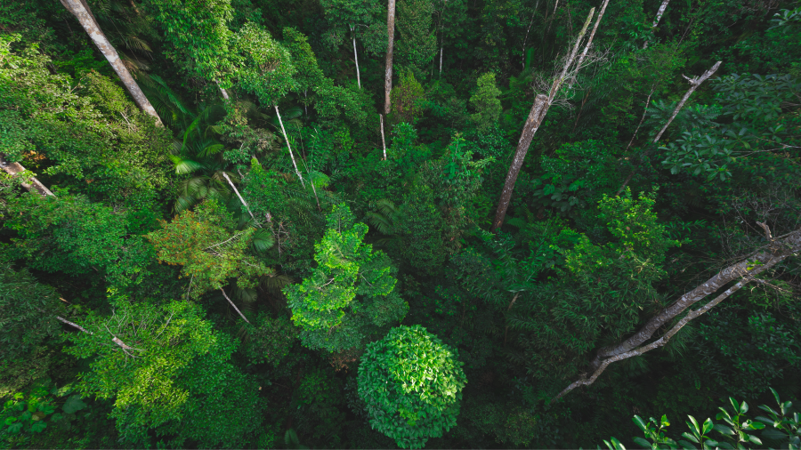 a birds eye view of a forest