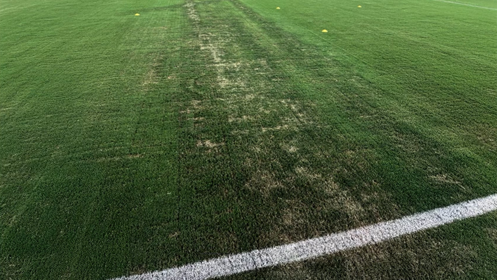The image shows a grassy sports field with a partially worn white boundary line, revealing patches of uneven grass growth.